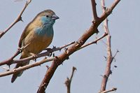 Uraeginthus angolensis